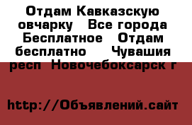 Отдам Кавказскую овчарку - Все города Бесплатное » Отдам бесплатно   . Чувашия респ.,Новочебоксарск г.